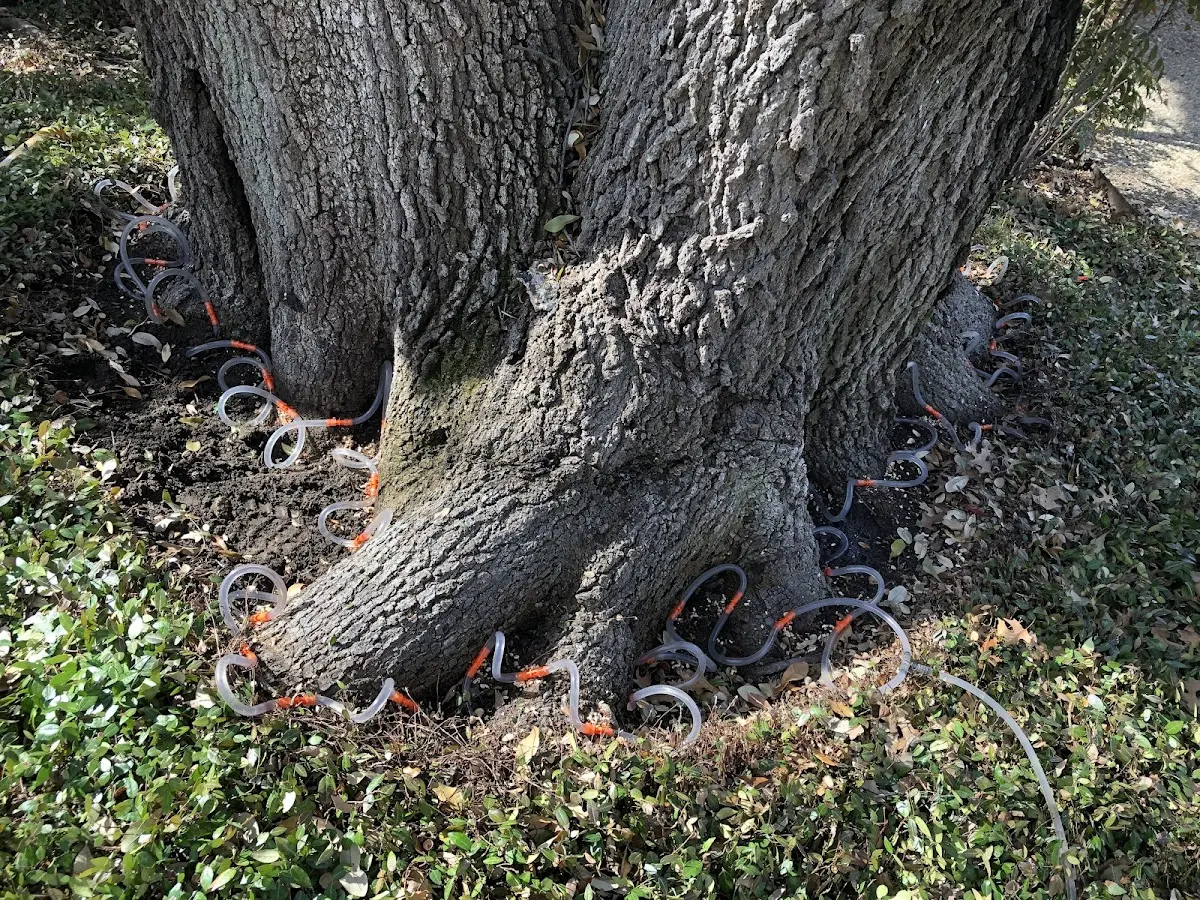 Detailed Tree Cabling and Bracing job site in Hagerhill