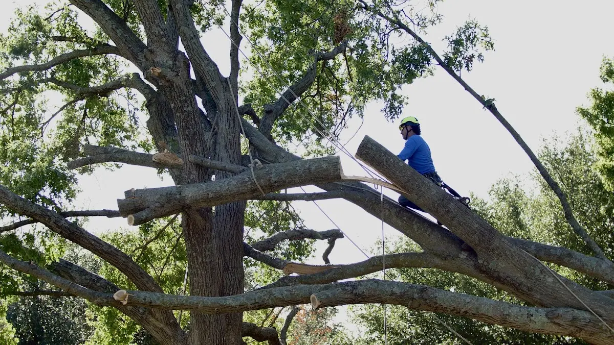 Professional Crown Thinning performed by certified arborists in Hagerhill